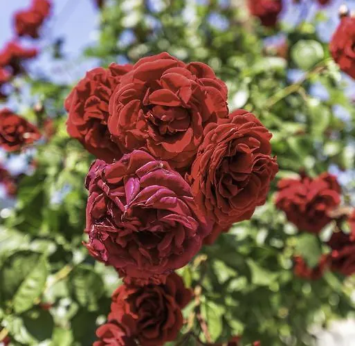 Nina Szkála Potamiász